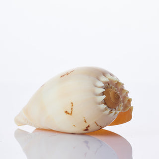 Melo Diadema Approx 8cm